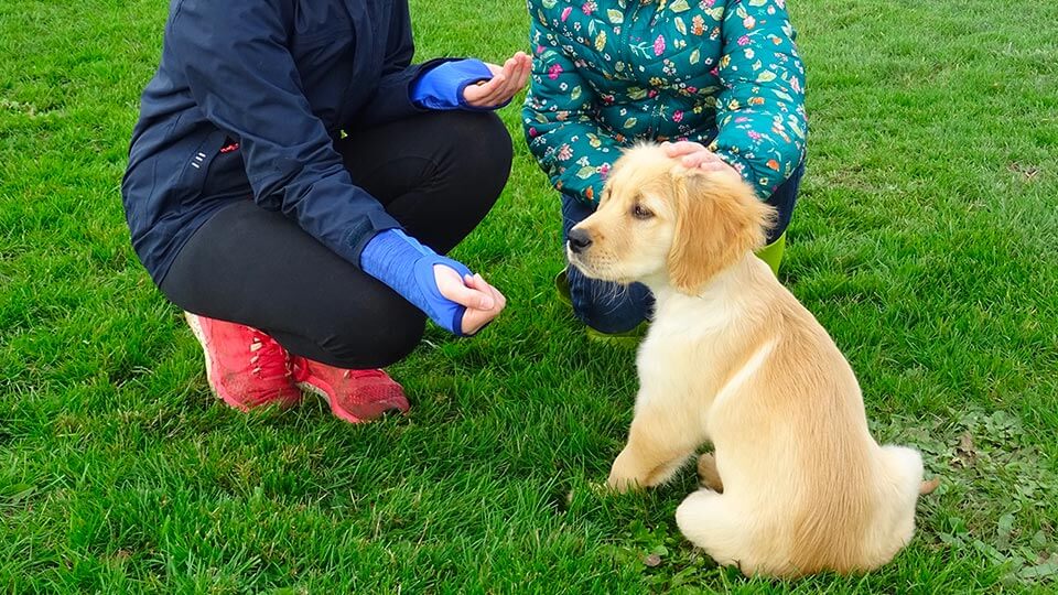 Photo de Roller, un jeune golden retriever, avec deux petites filles