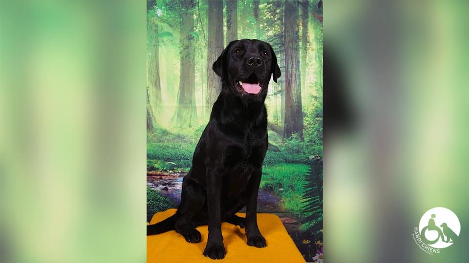 Photo de Roller, un labrador adulte sterling (noir)