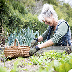 Femme sénior en train de planter des poireaux dans son potager