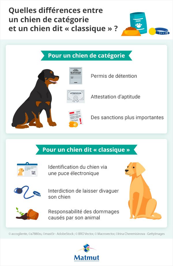 différences entre un chien de catégorie et un chien dit classique