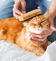 Brossage du chat : comment prendre soin du pelage de votre chat ?