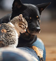 choisir un alarme avec un chien ou un chat