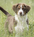 La maladie de Lyme chez le chien