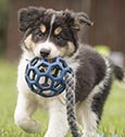 Garder son chien en bonne santé