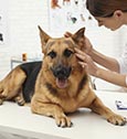 Tout savoir sur le tatouage du chien