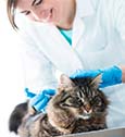 Tout savoir sur le vaccin pour chat