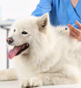 Vaccin pour chien : tout savoir