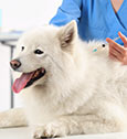 faire vacciner son chien