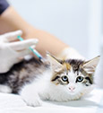Vacciner son chien ou son chat : est-ce obligatoire ?