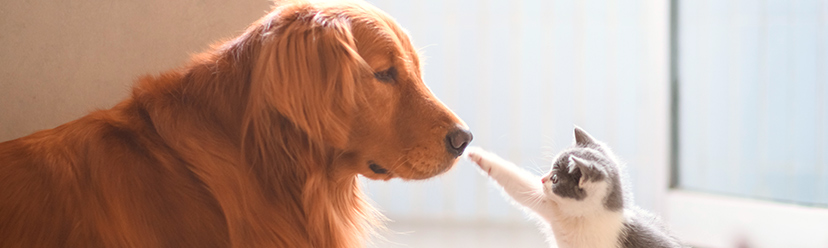 protéger chien et chat canicule