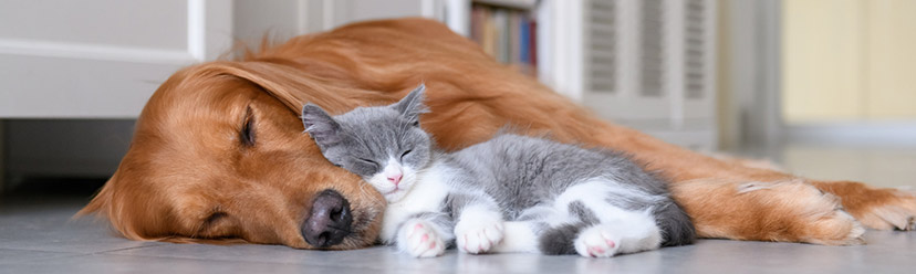 assurance pour chat et chien