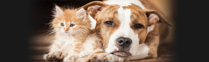 chiens chats vivre avec un animal de compagnie