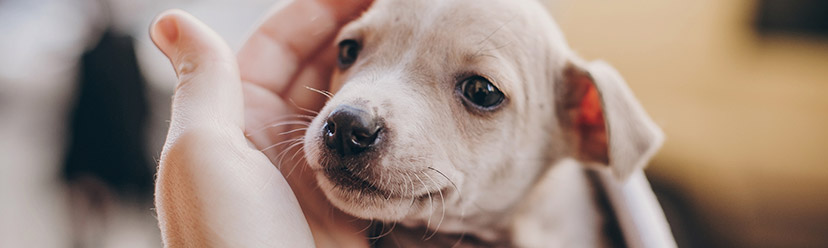 Faut-il prévenir son assurance quand on acquiert un animal ?