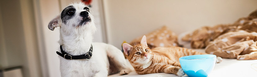 Chien, chat : assurer un animal est-il obligatoire ?