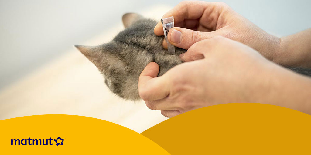 Antipuce Chat Comment Choisir Un Traitement Efficace Matmut