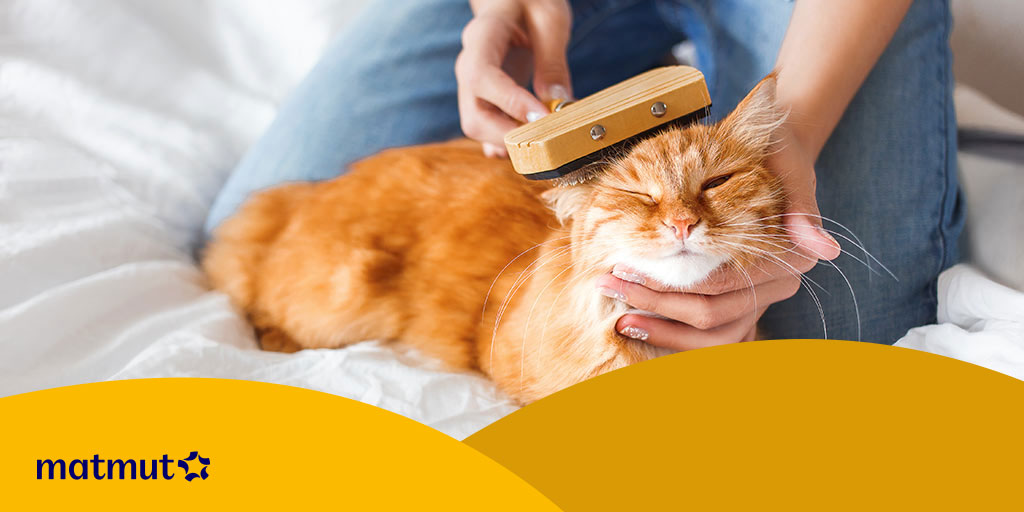 Brosser son chat nos conseils tout en douceur Matmut