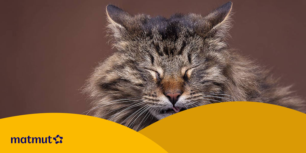 Chat Qui Eternue Quand S Inquieter Matmut