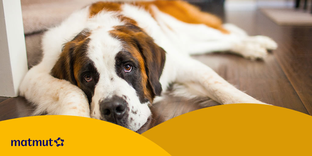 Tout savoir sur la maladie de