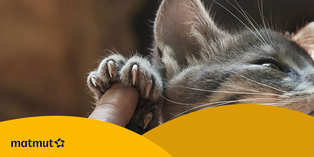 Tout savoir sur la maladie des griffes du chat Matmut
