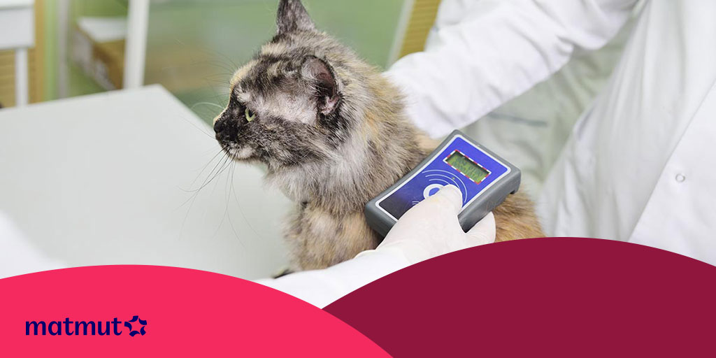 Puce Electronique Chat Ce Qu Il Faut Savoir Avant De L Identifier