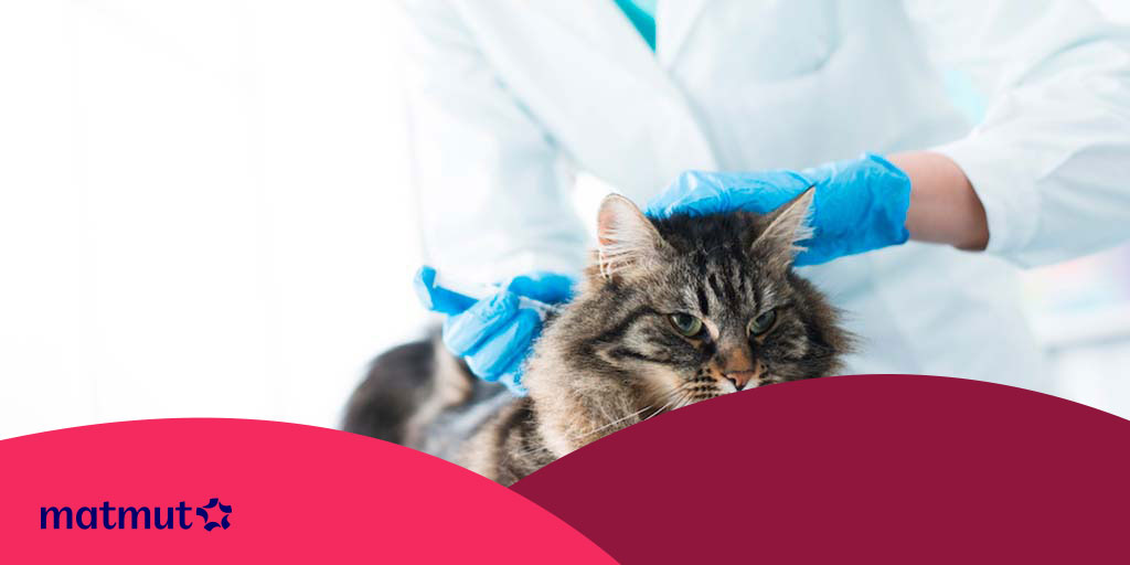 Vaccin Pour Chat Tout Savoir Matmut