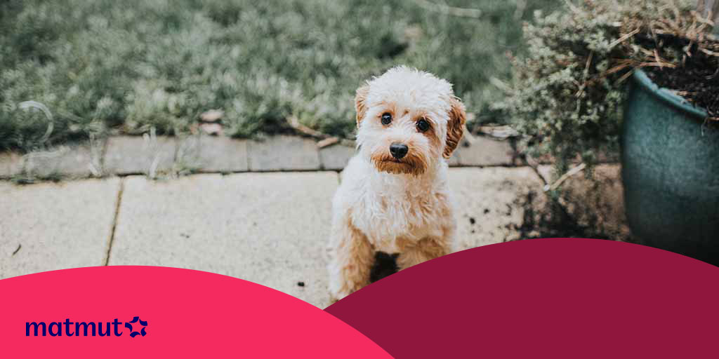 Chien perdu que faire ? Nos conseils pour le retrouver Matmut