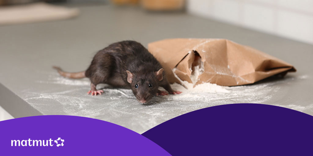 Les meilleurs Raticides : Tous les poisons pour tuer le Rat