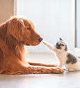 Comment protéger mon chien et mon chat de la canicule ?