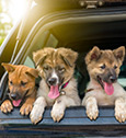 chien dans un coffre de voiture