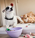 Chien, chat : assurer un animal est-il obligatoire ? Chien, chat : assurer un animal est-il obligatoire ?