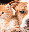 Chiens et chats : comment vivre avec votre animal de compagnie dans les meilleures conditions ?